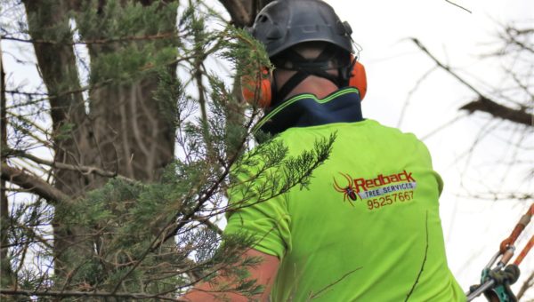 Who is an Arborist and what do they do