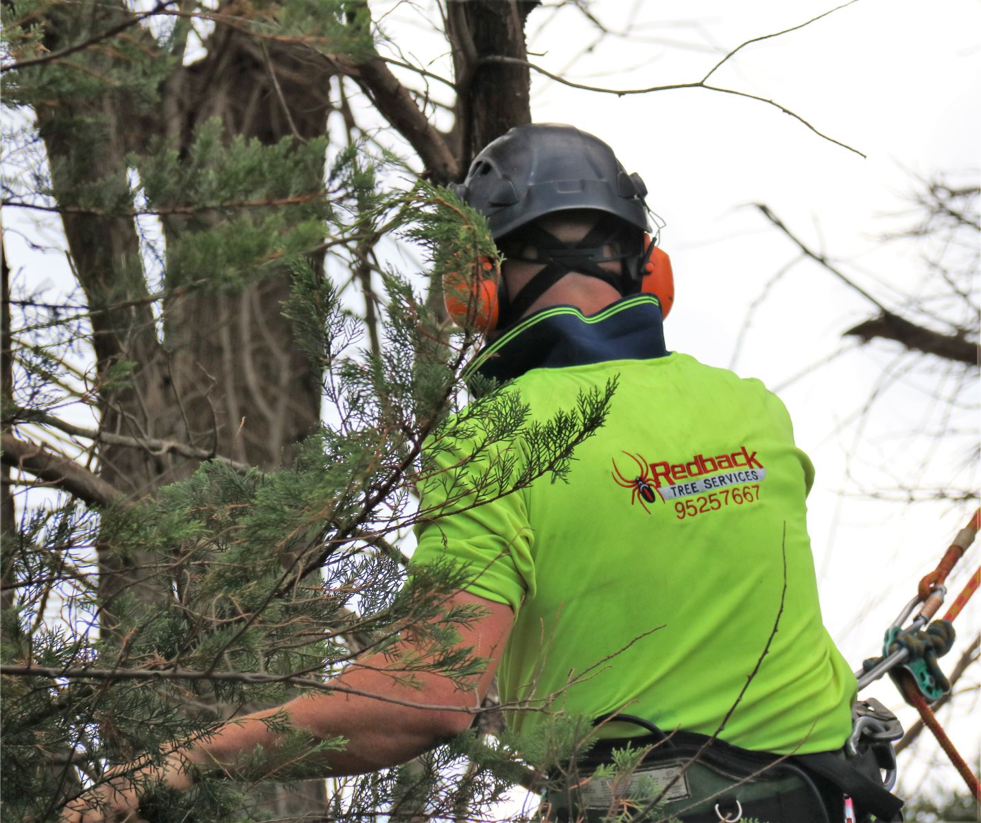 Who is an Arborist and what do they do