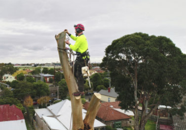 Let it be rotten or dead trees in your garden, or your front yard needs an facelift, Redback Tree Services is Melbourne most recommend fast and reliable tree service provider in and around Melbourne you can count on.