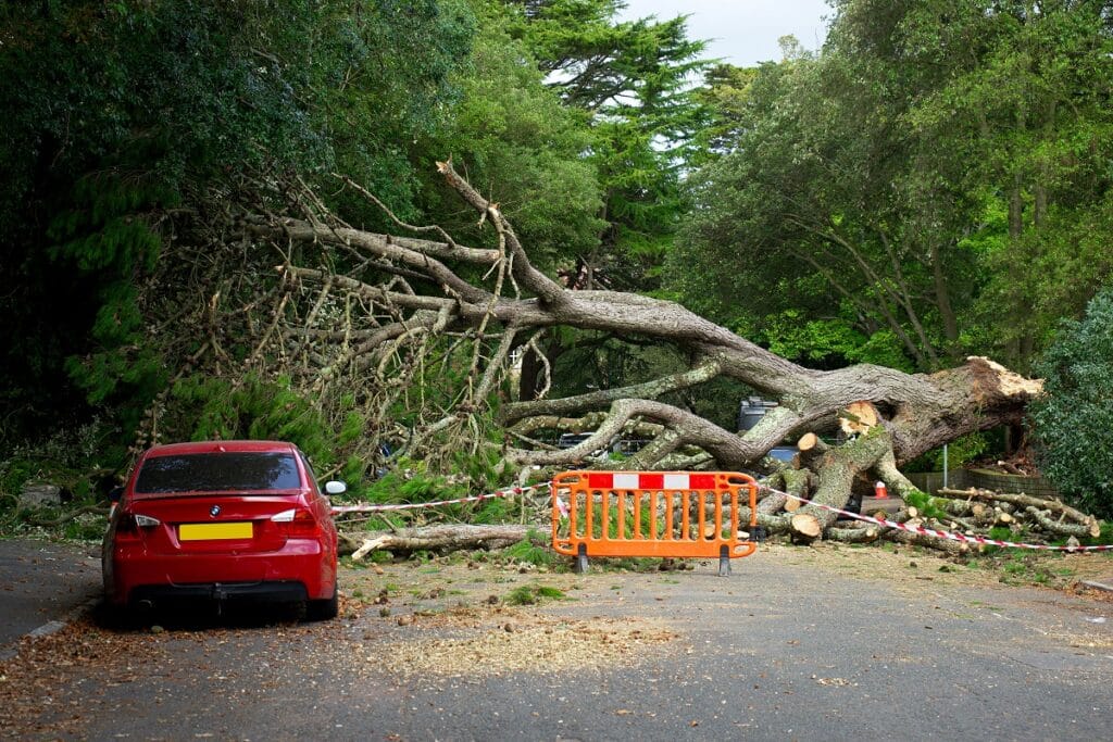 Who is Responsible for Emergency Tree removal and Damage?