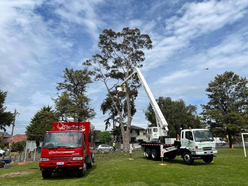 Redback Tree Services Melbourne - Everything from Tree Removal to Garden Care