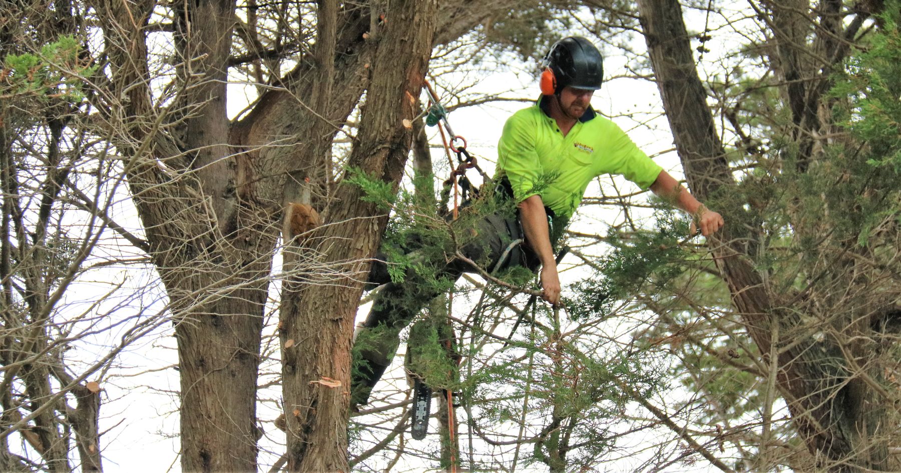 Tree Removal Services in Brunswick